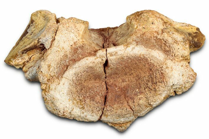 Fossil Spinosaurus Cervical Vertebra - Morocco #342281